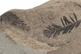 Fossil Flora Plate (Metasequoia, Cunninghamia sp) - McAbee, BC #221146-1